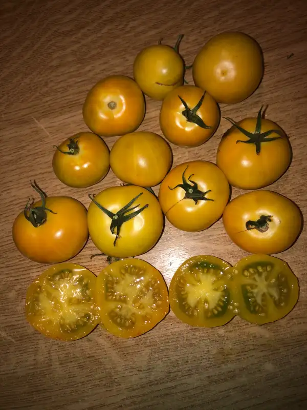 Tomaten: Poma Amoris Minora Lutea