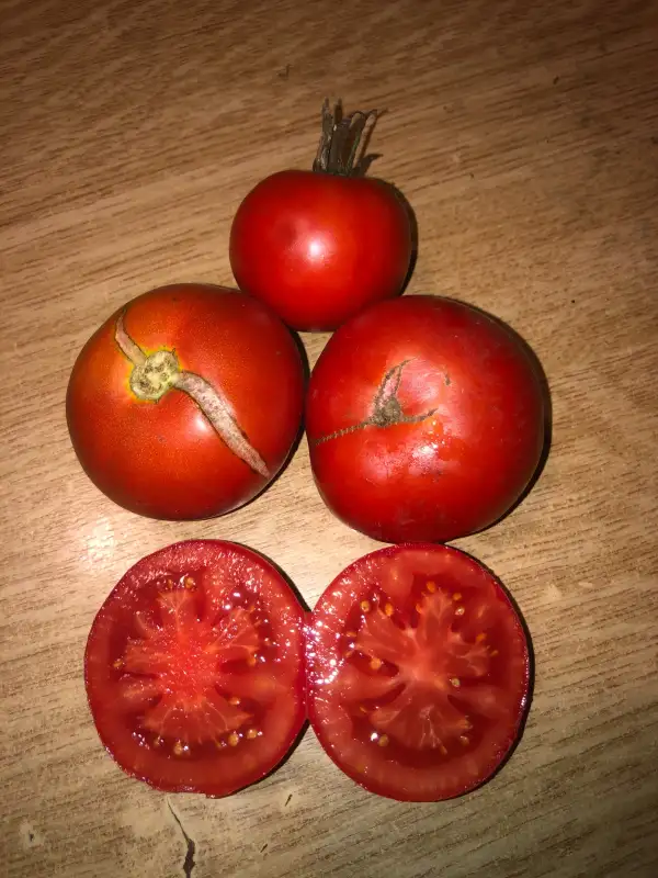 Tomaten: Pometa de Santa Eulàlia de Ronçana