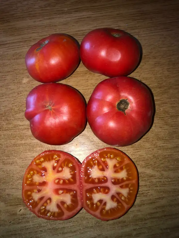 Tomaten: Pometa de Vilagrassa