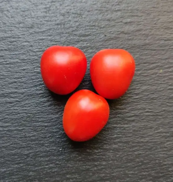 Tomaten: Pomodori da Pendere