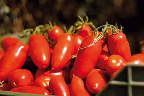 Tomaten: Pomodori di Sardegna