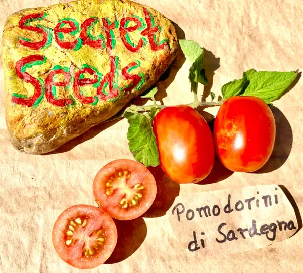 Tomaten: Pomodorini di Sardegna