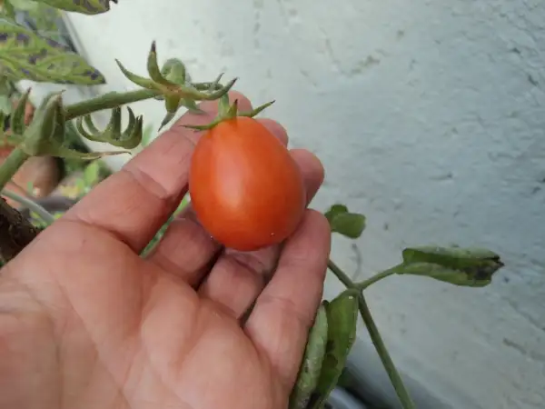 Tomaten: Pomodorino di Sardegna