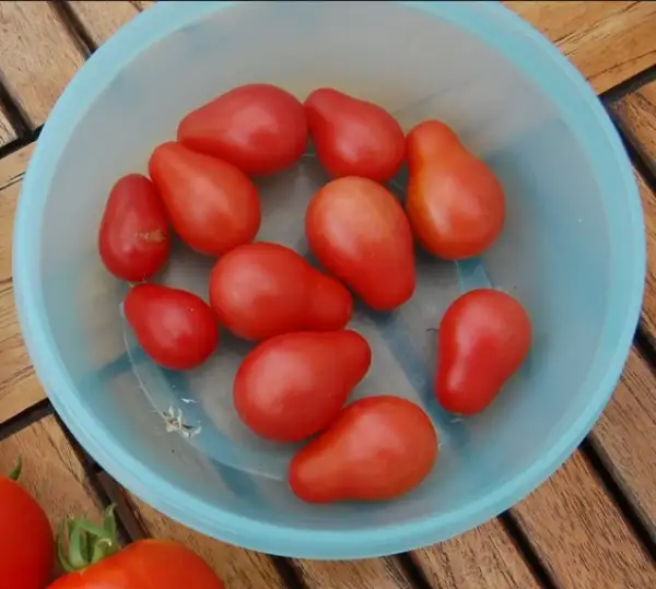 Tomaten: Pomodorino di Sardegna