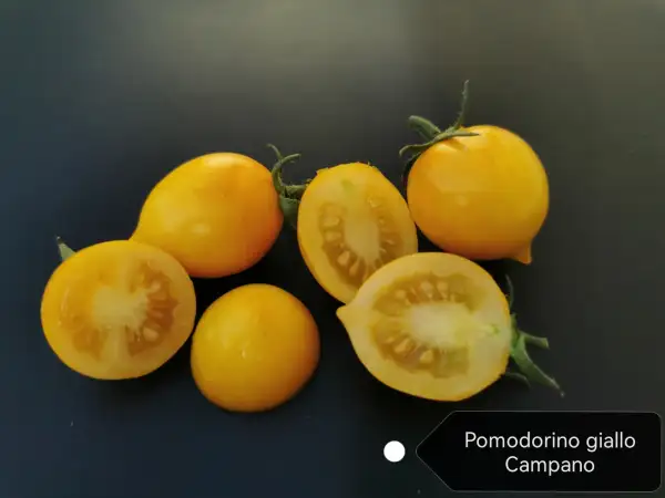 Tomaten: Pomodorino giallo Campano