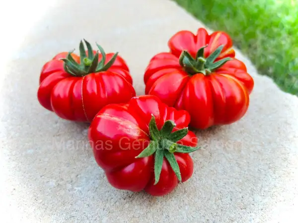 Tomaten: Pomodoro Costoluto Fiorentino