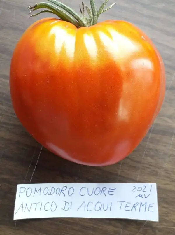 Tomaten: Pomodoro Cuore Antico di Acqui Terme