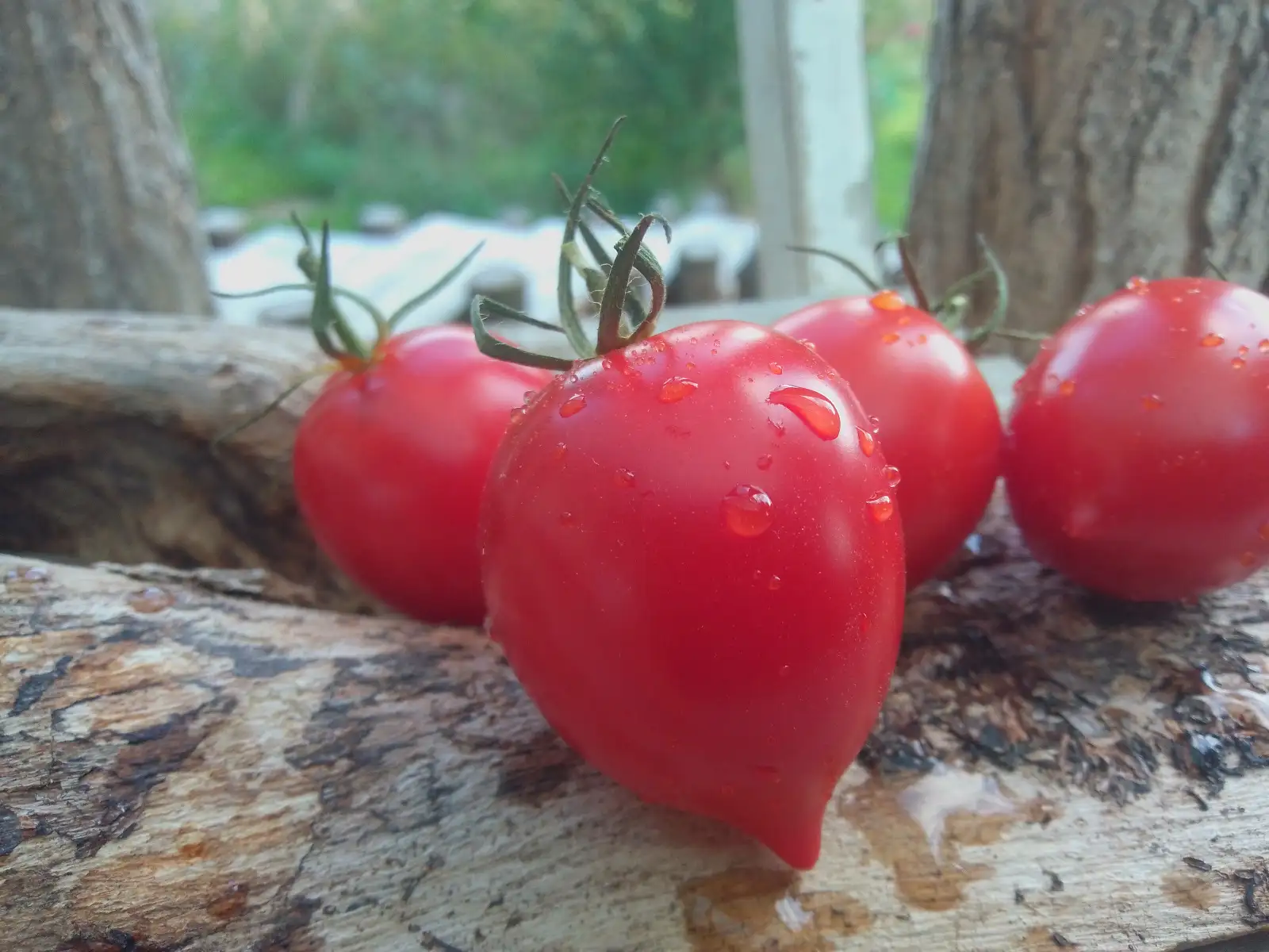 Tomaten: Pomodoro Pizzutello, rote, italienische Rispentomate (Cocktailtomate)