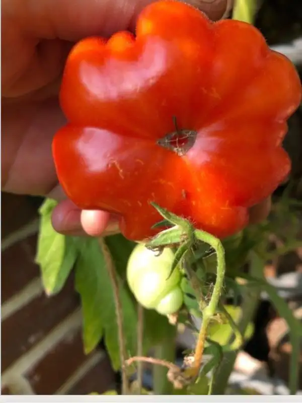 Tomaten: Pomodro Constoluto Genuvese