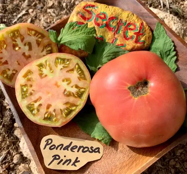 Tomaten: Ponderosa Pink