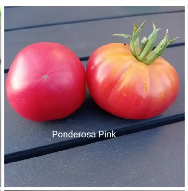 Tomaten: Ponderosa Pink