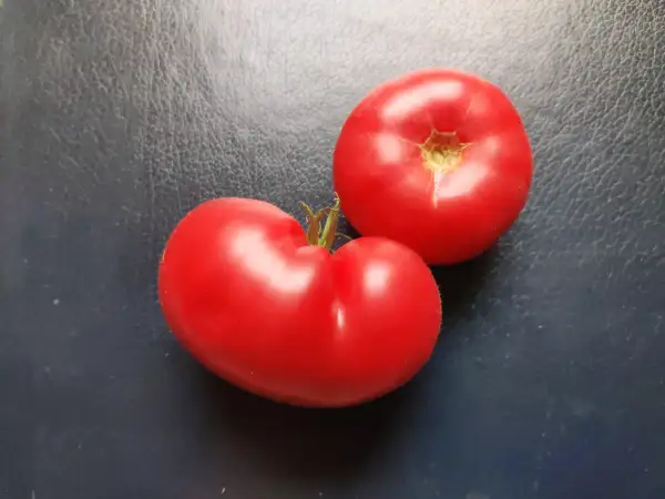 Tomaten: Ponderosa Pink