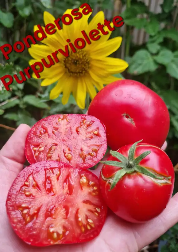 Tomaten: Ponderosa Purpurviolette