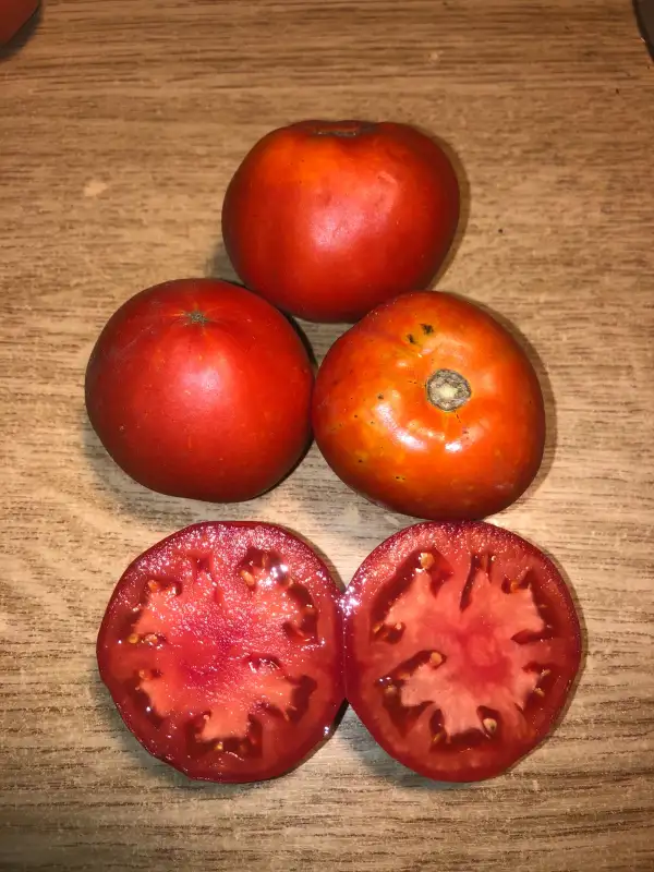 Tomaten: Pontica