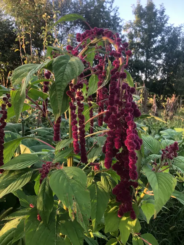 andere Gemüse: Pony Tails (Amaranthus caudatus)