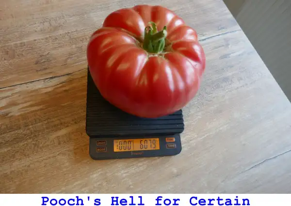 Tomaten: Pooch’s Hell For Certain