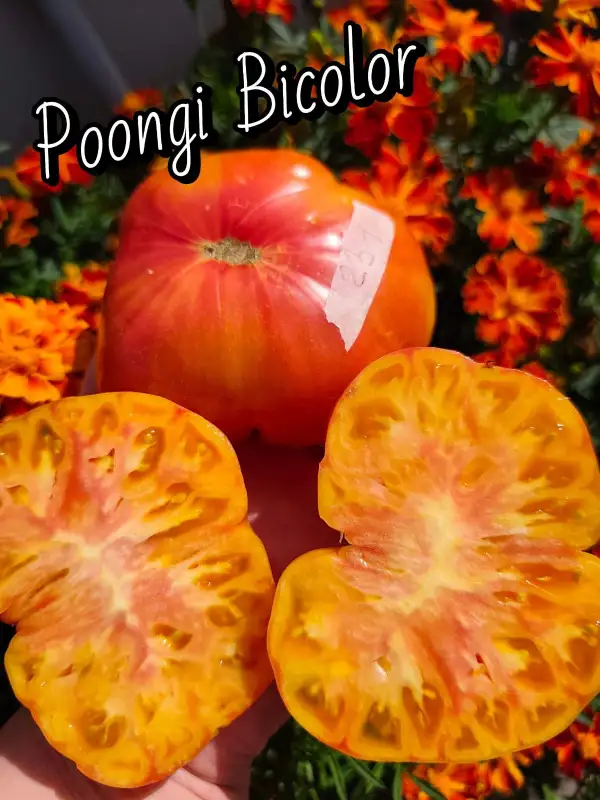 Tomaten: Poongi Bicolor