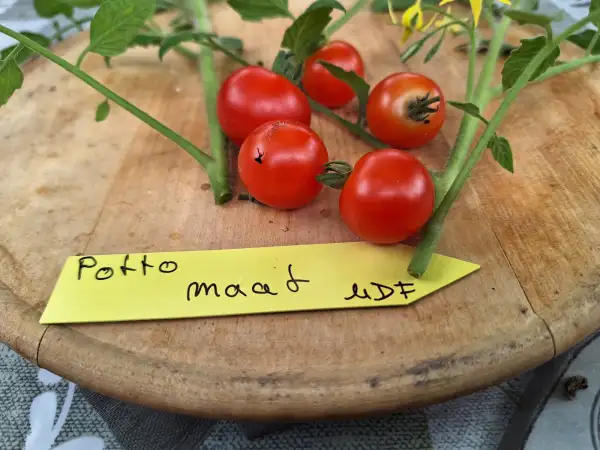 Tomaten: Pooto maat