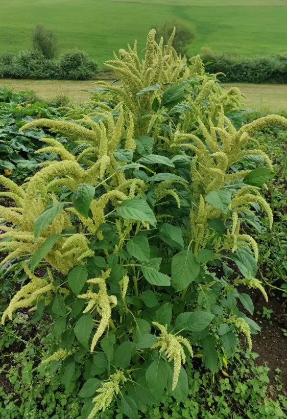 andere Gemüse: Popp-Amaranth