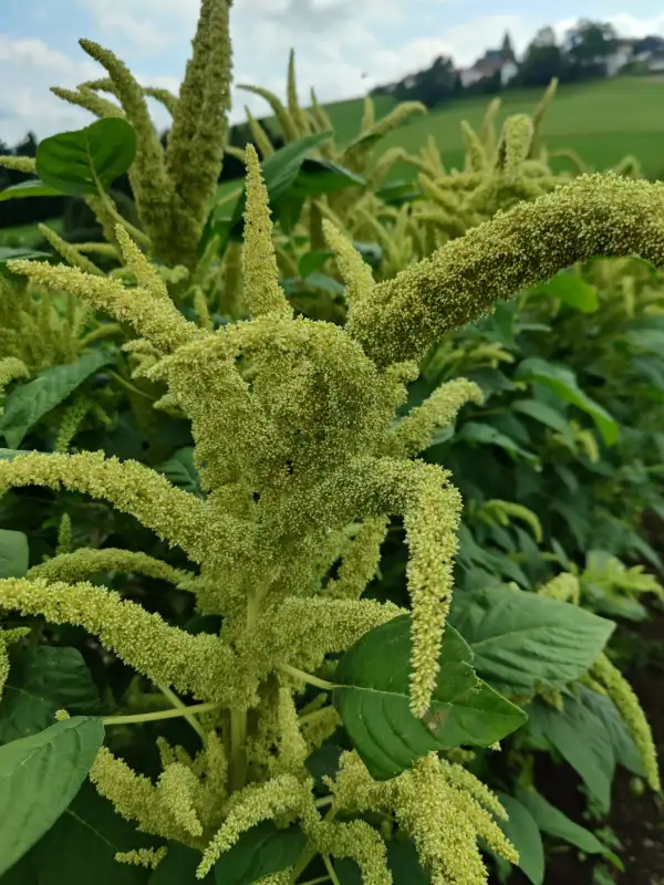 andere Gemüse: Popp-Amaranth