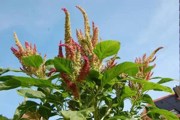 andere Gemüse: Popp-Amaranth Alegria