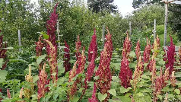 andere Gemüse: Popp-Amaranth Alegria