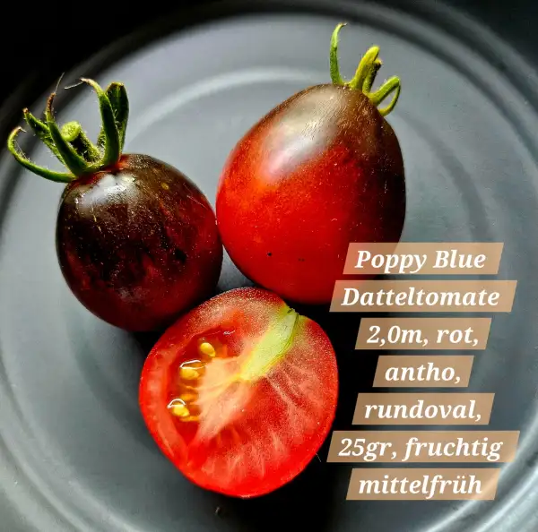 Tomaten: Poppy Blue