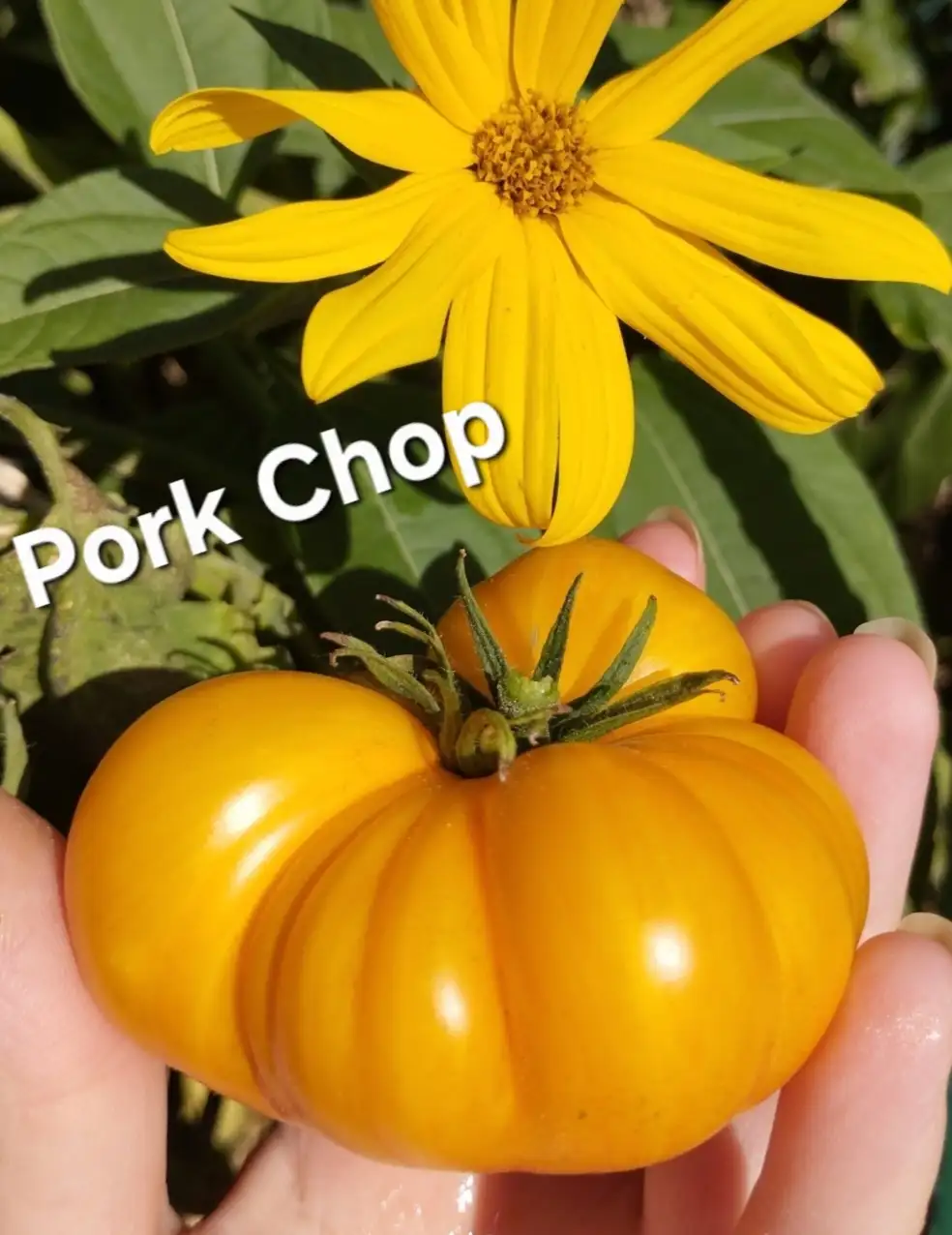 Tomaten: Pork Chop