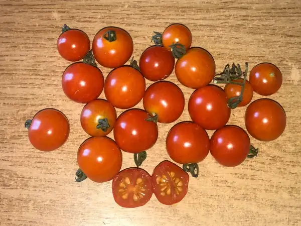 Tomaten: Porodici din Apuseni