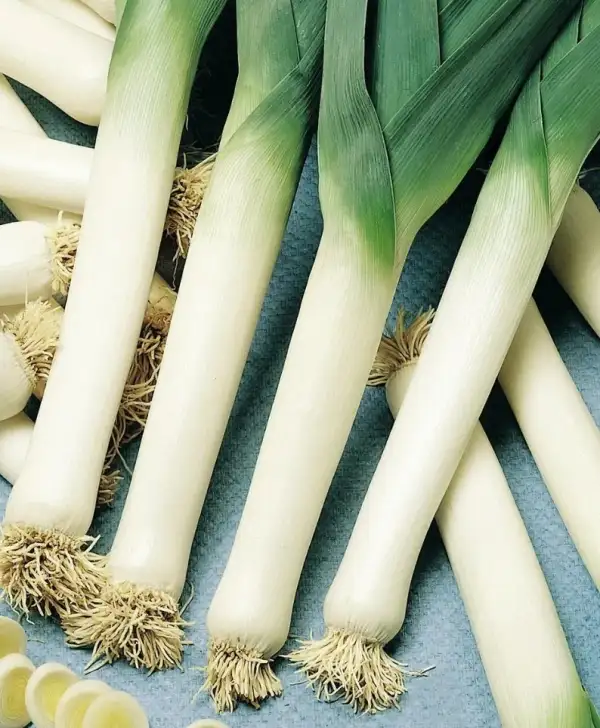 andere Gemüse: Porree "Blaugrüner Winter"
