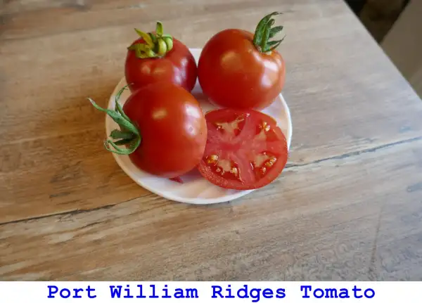Tomaten: Port William Ridges Tomato