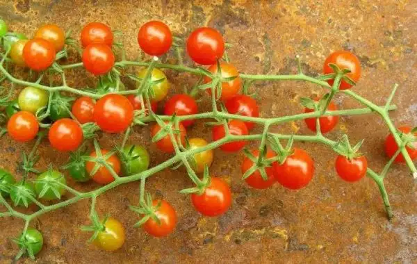 Tomaten: Post Office Spoonful