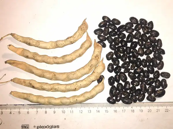 Bohnen: Posthörnchen