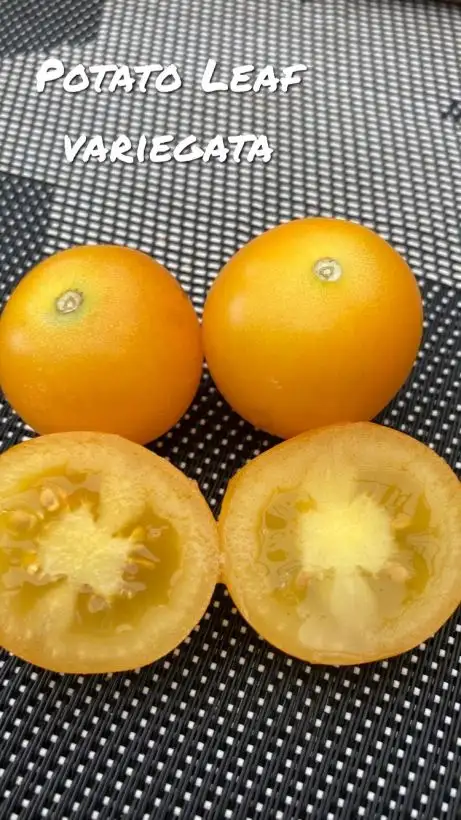 Tomaten: Potato leaf Variegata