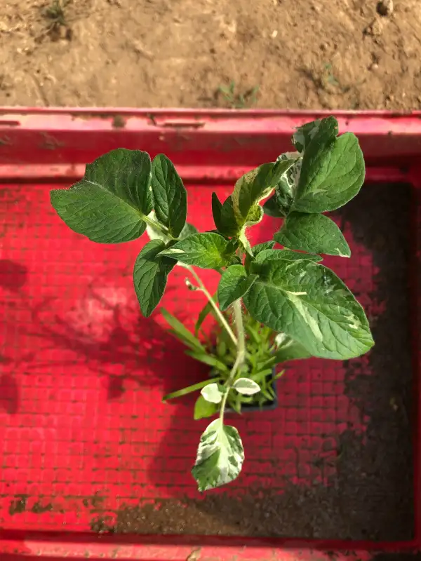 Tomaten: Potato leaf variegated