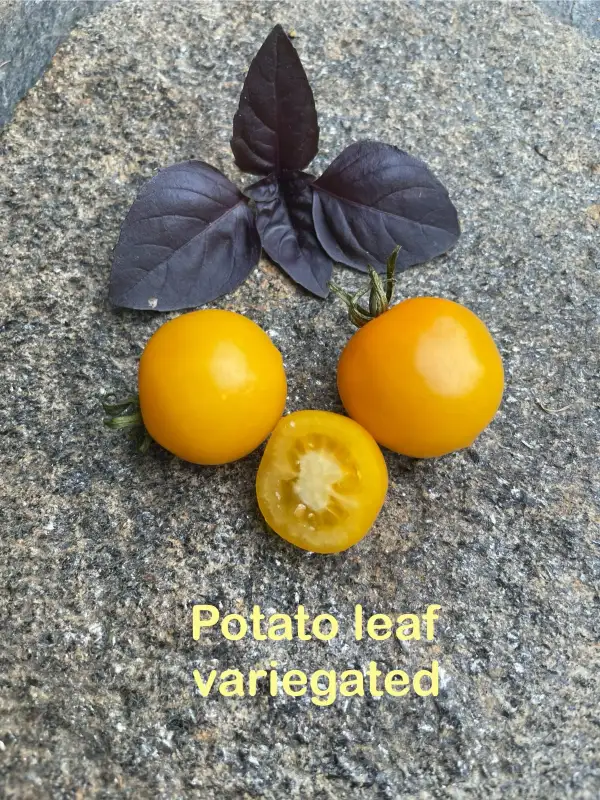 Tomaten: Potato leaf variegated