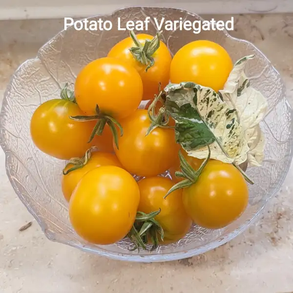 Tomaten: Potato leaf variegated