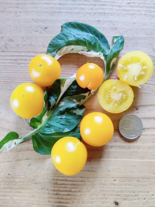Tomaten: Potato leaf variegated