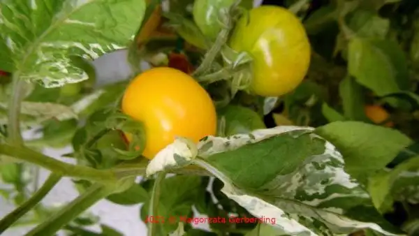 Tomaten: Potato leaf variegated