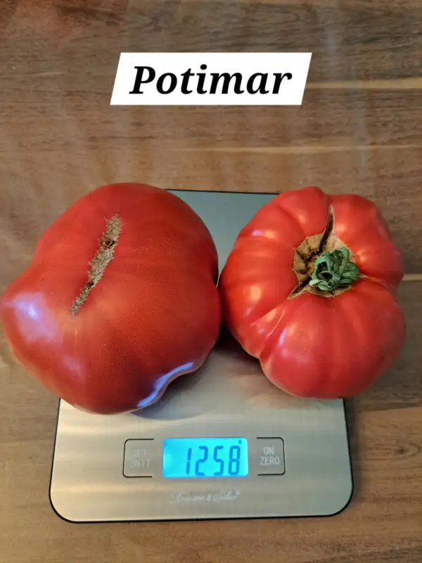 Tomaten: Potimar