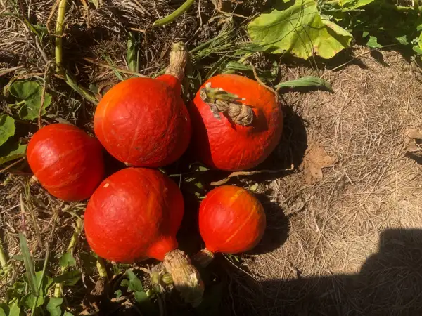 Kürbisse: Potimarron de la Vilanova de Bellpuig