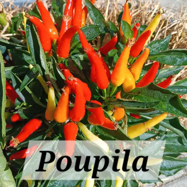 Chili / Paprika: Poupila