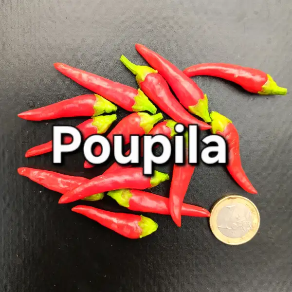 Chili / Paprika: Poupila