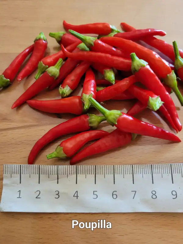 Chili / Paprika: Poupila	Schärfe:	0	Höhe:	30cm