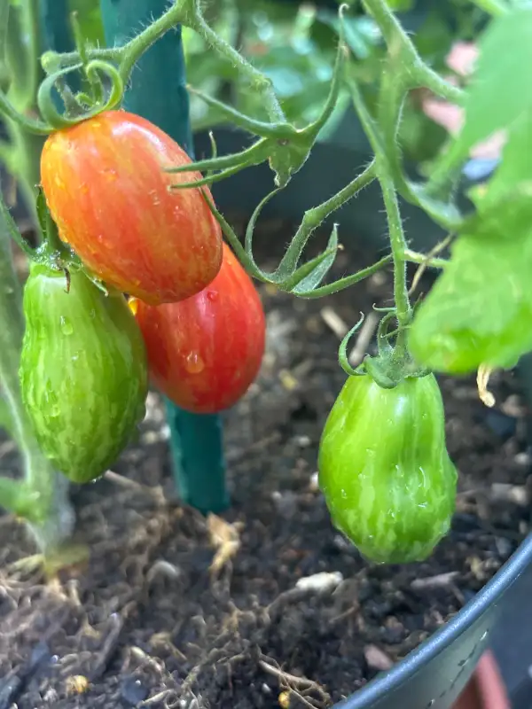 Tomaten: Prärie Fire
