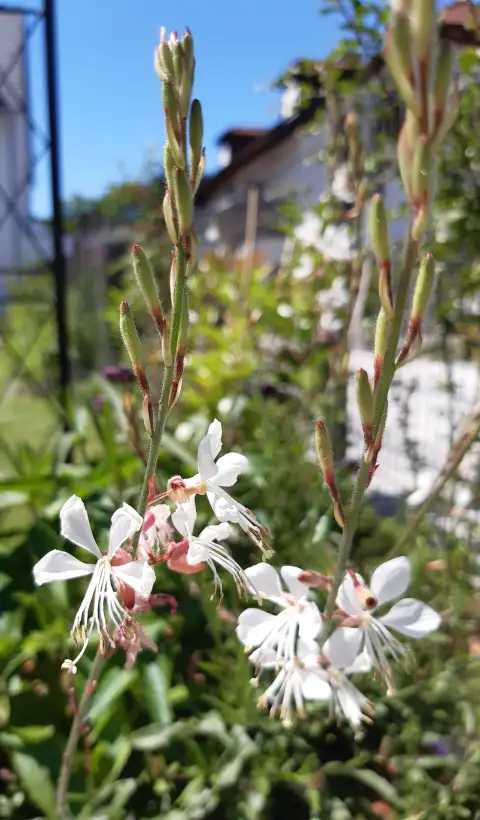 Blumen: Präriekerze/ Prachtkerze, gaura lindheimeri