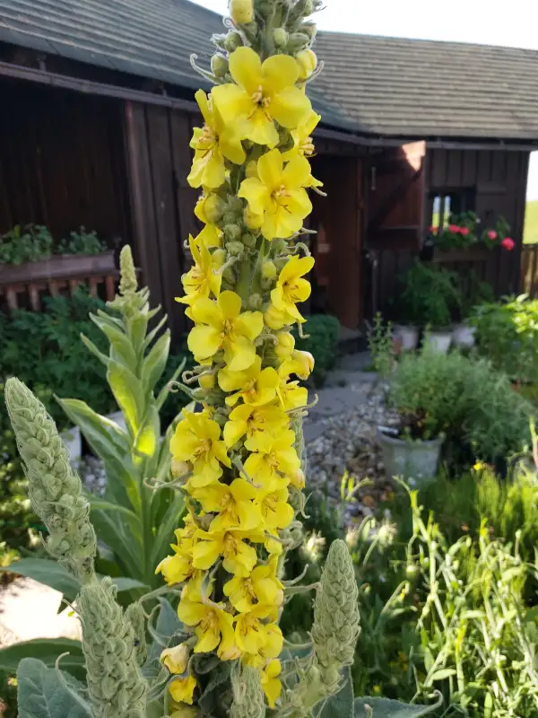 Blumen: Pracht-Königskerze kandelaberartiger Wuchs,für trockene Standorte,2m Höhe