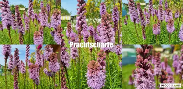 Blumen: Prachtscharte - Pink