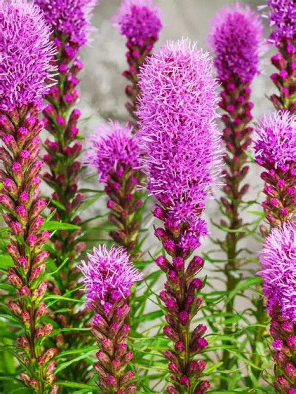 Blumen: Prachtscharte