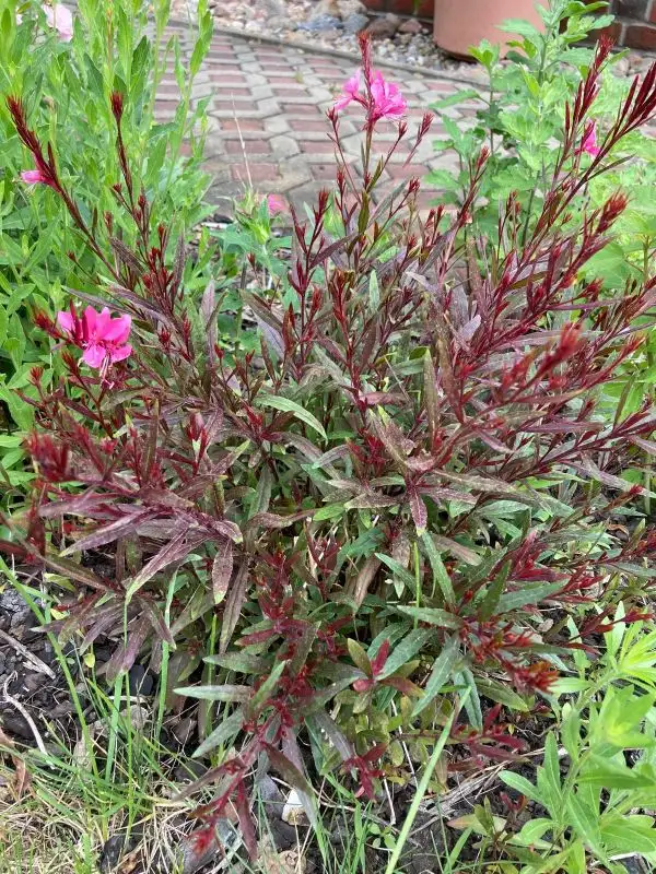 Blumen: Prachtspiere in pink und weiss